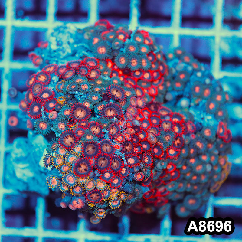 Item#A8696IN8696(S) WYSIWYG Vietnam Ultra Zoanthid Colony