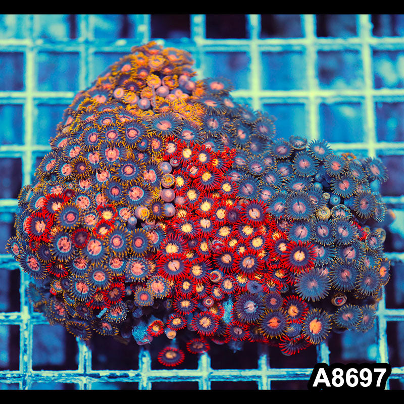 Item#A8697IN8697(S) WYSIWYG Vietnam Ultra Zoanthid Colony
