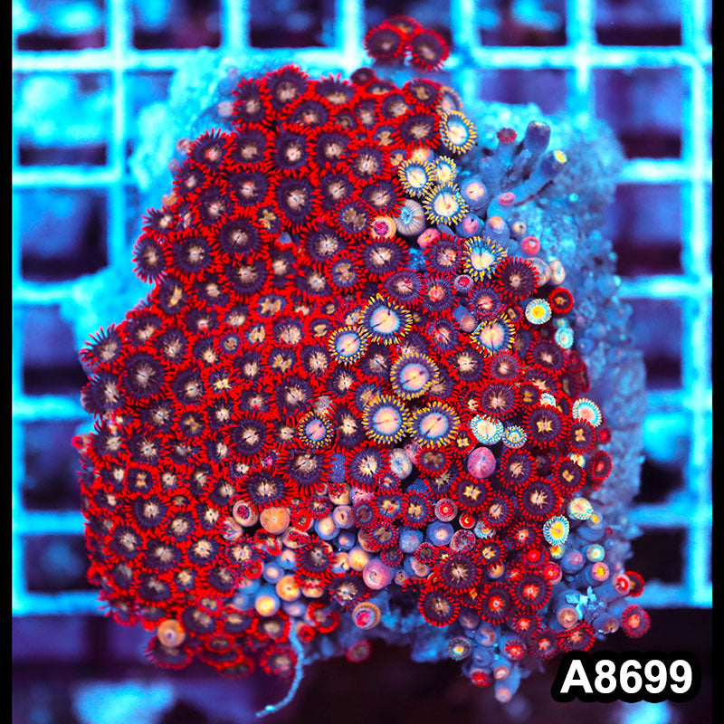 Item#A8699IN8699(S) WYSIWYG Vietnam Ultra Zoanthid Colony