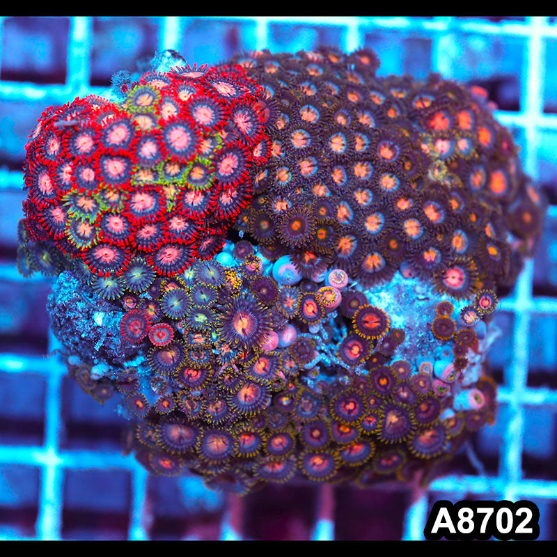 Item#A8702IN8702(M) WYSIWYG Vietnam Ultra Zoanthid Colony