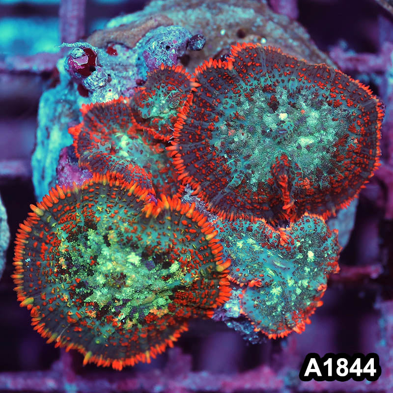 Item#A1844IN1844(M) WYSIWYG Indo Cultured Rainbow Rhodactis Mushroom Colony