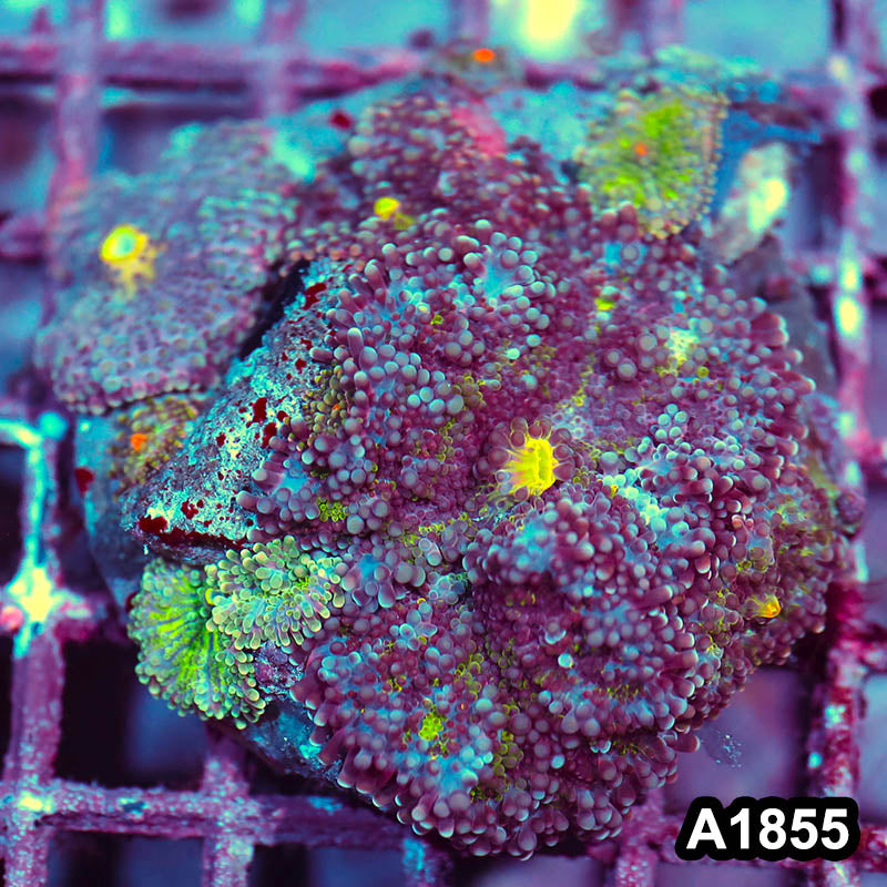 Item#A1855IN1855(M) WYSIWYG Indo Cultured Rainbow Ricordea Yuma Mushroom Colony