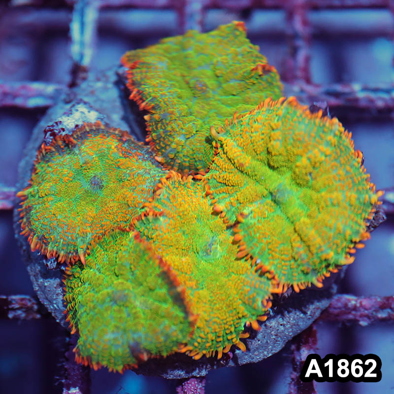 Item#A1862IN1862(M) WYSIWYG Indo Cultured Tequila Sunrise Rhodactis Mushroom Colony