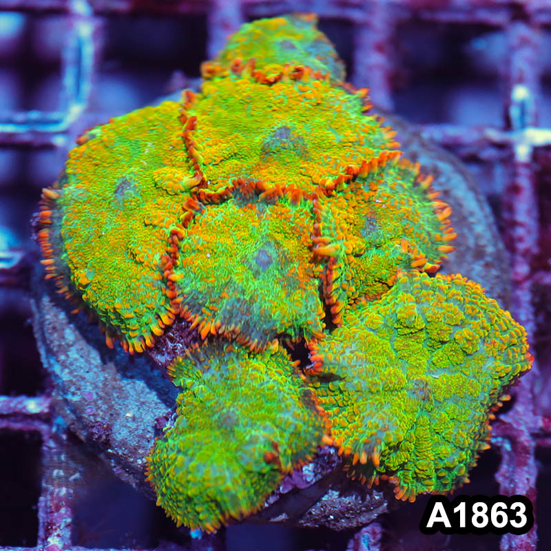 Item#A1863IN1863(M) WYSIWYG Indo Cultured Tequila Sunrise Rhodactis Mushroom Colony