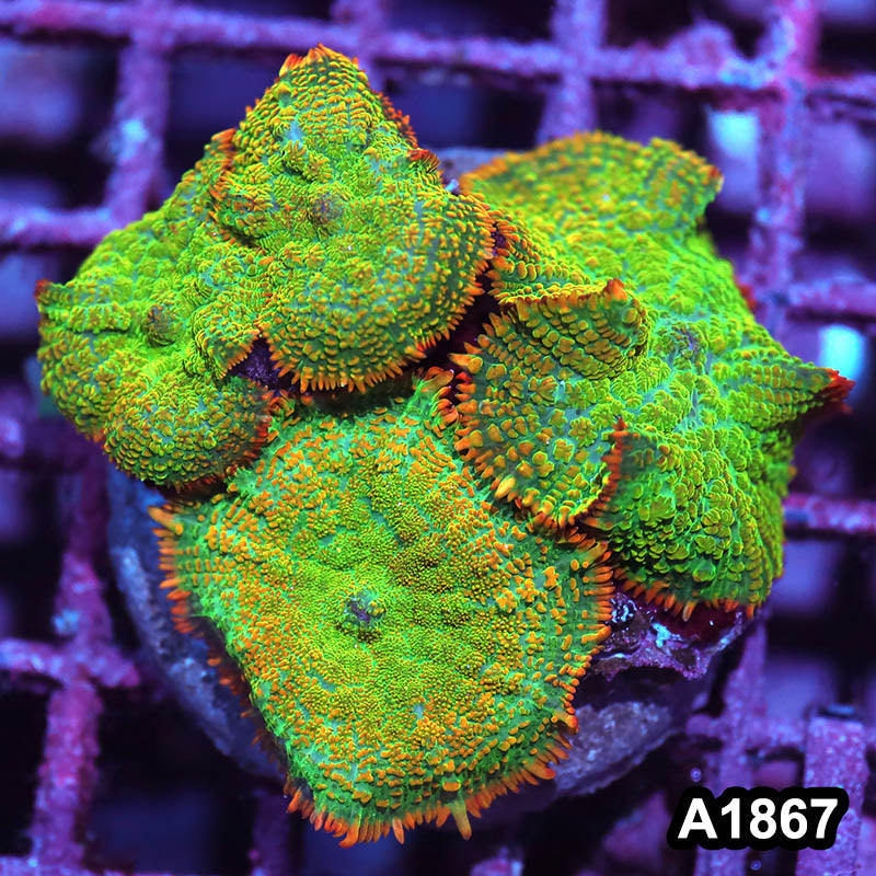 Item#A1867IN1867(M) WYSIWYG Indo Cultured Tequila Sunrise Rhodactis Mushroom Colony