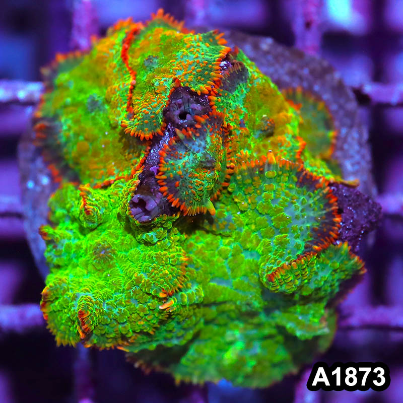 Item#A1873IN1873(M) WYSIWYG Indo Cultured Tequila Sunrise Rhodactis Mushroom Colony
