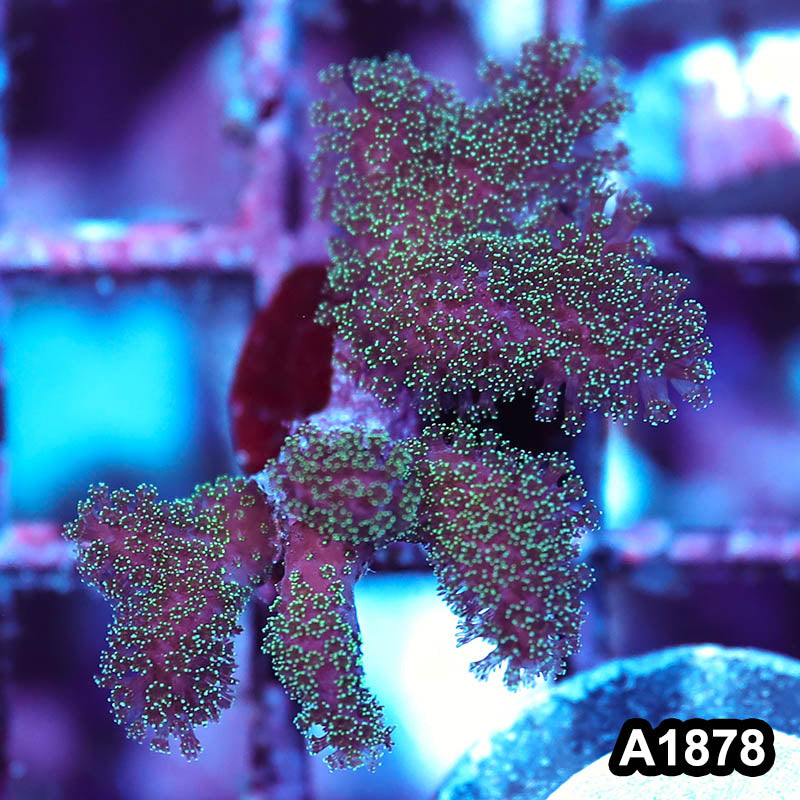 Item#A1878IN1878(S) WYSIWYG Stylophora Frag