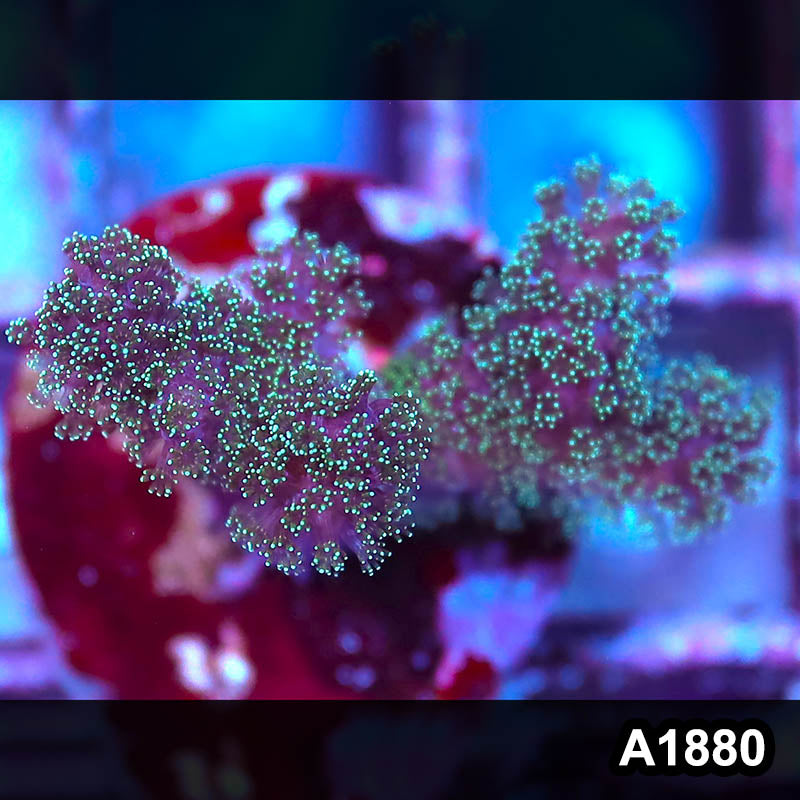 Item#A1880IN1880(S) WYSIWYG Stylophora Frag