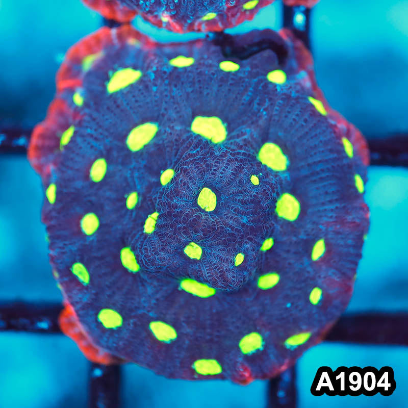 Item#A1904FM1904(S) WYSIWYG War Coral Favites Frag