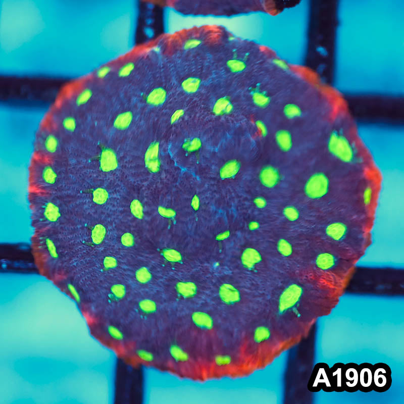 Item#A1906FM1906(S) WYSIWYG War Coral Favites Frag