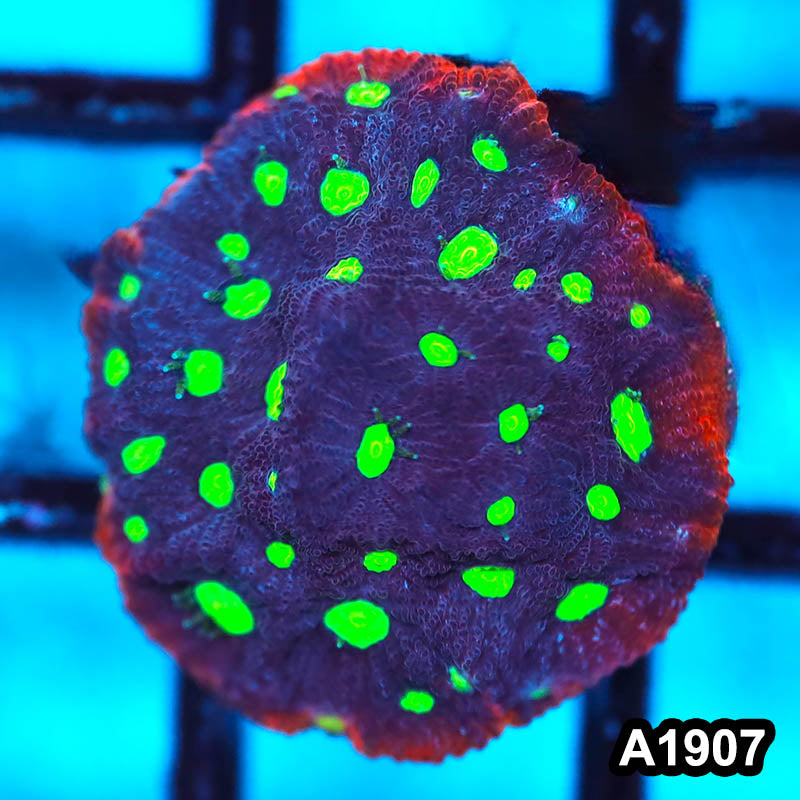 Item#A1907FM1907(S) WYSIWYG War Coral Favites Frag