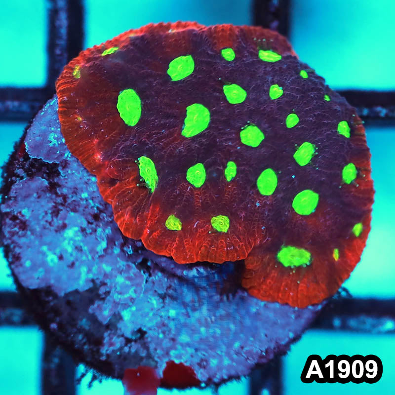 Item#A1909FM1909(S) WYSIWYG War Coral Favites Frag