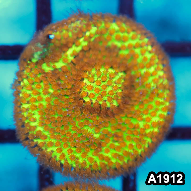 Item#A1912FM1912(S) WYSIWYG Burning Banana Stylocoeniella Frag
