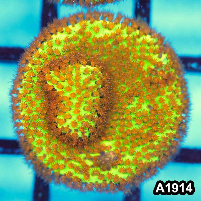 Item#A1914FM1914(S) WYSIWYG Burning Banana Stylocoeniella Frag