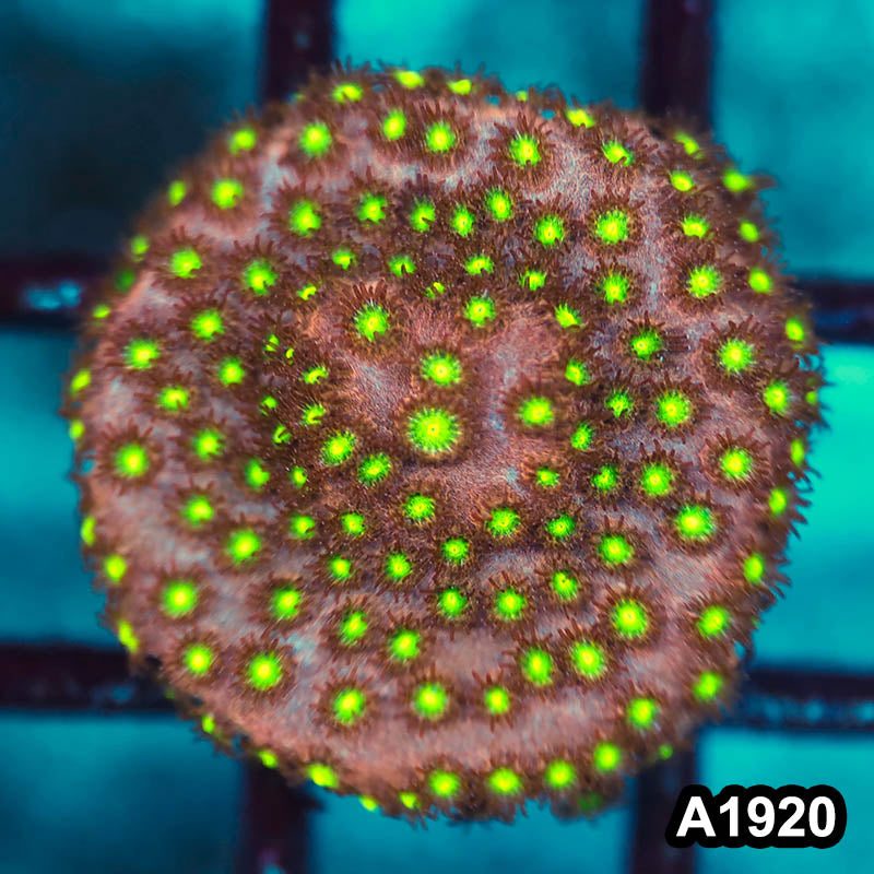 Item#A1920FM1920(S) Hand Selected Bling Bling Cyphastrea Frag 07