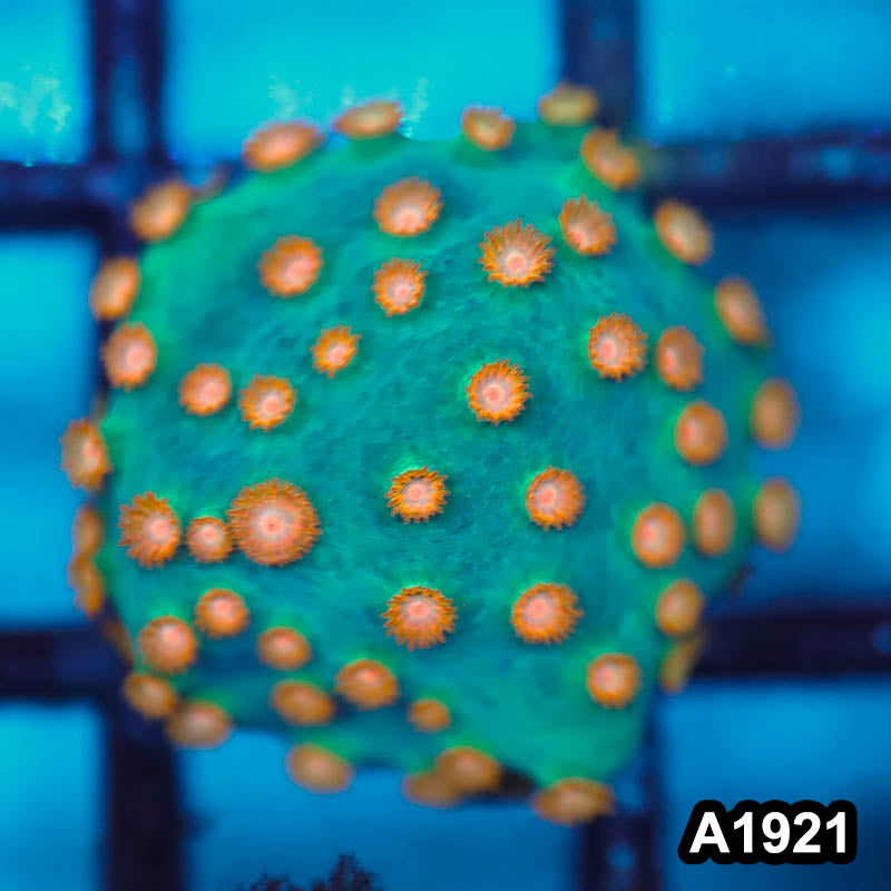 Item#A1921FM1921(S) Hand Selected Meteor Shower Cyphastrea Frag 04