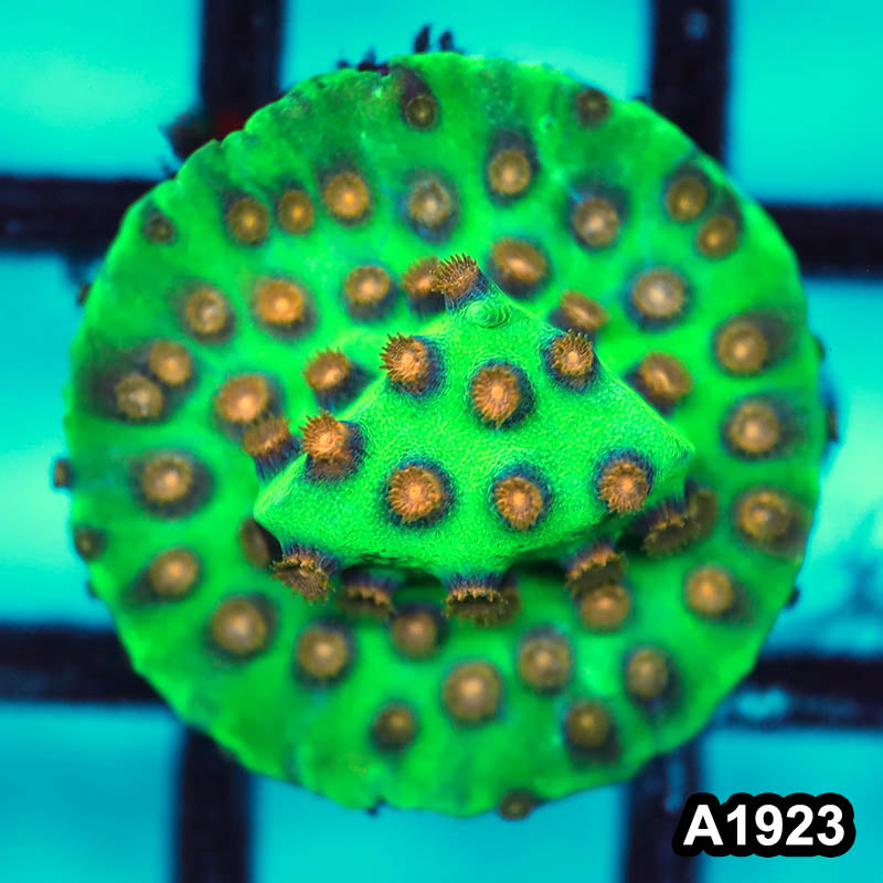 Item#A1923FM1923(S) Hand Selected South Beach Cyphastrea Frag 05