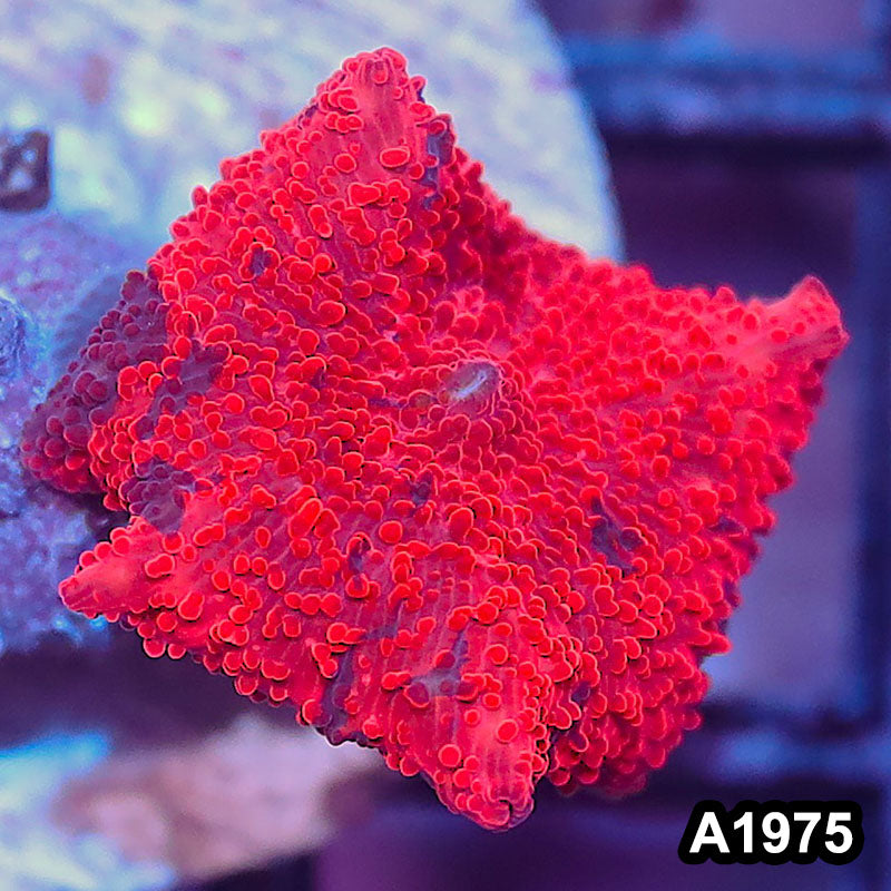 Item#A1975IN1975(S) WYSIWYG Western Australia Ultra Deadpool Mushroom