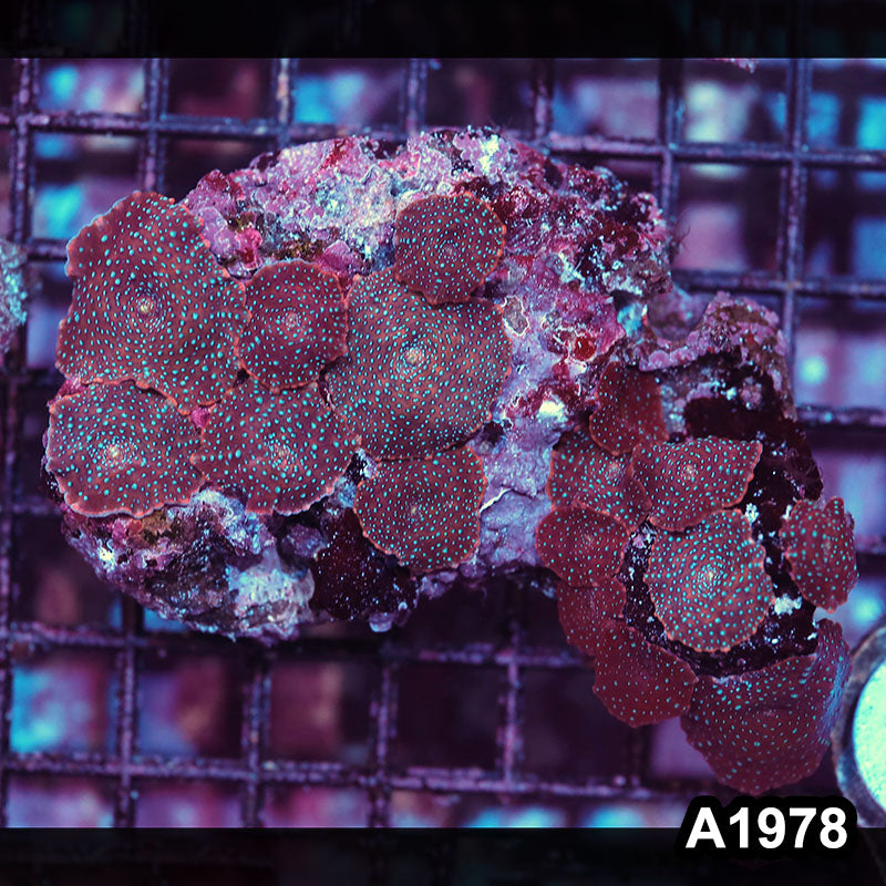 Item#A1978IN1978(M) WYSIWYG Indo Ultra Unique Discosoma Mushroom Colony