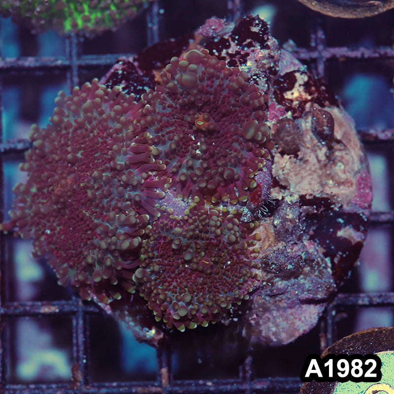 Item#A1982IN1982(M) WYSIWYG Indo Ultra Ricordea Yuma Mushroom Colony
