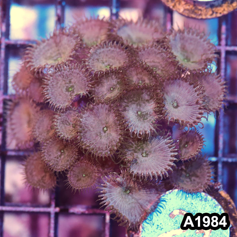 Item#A1984IN1984(M) WYSIWYG Indo Palythoa Colony