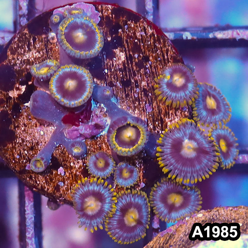 Item#A1985IN1985(S) WYSIWYG Indo Ultra Vietnam Zoanthid Frag
