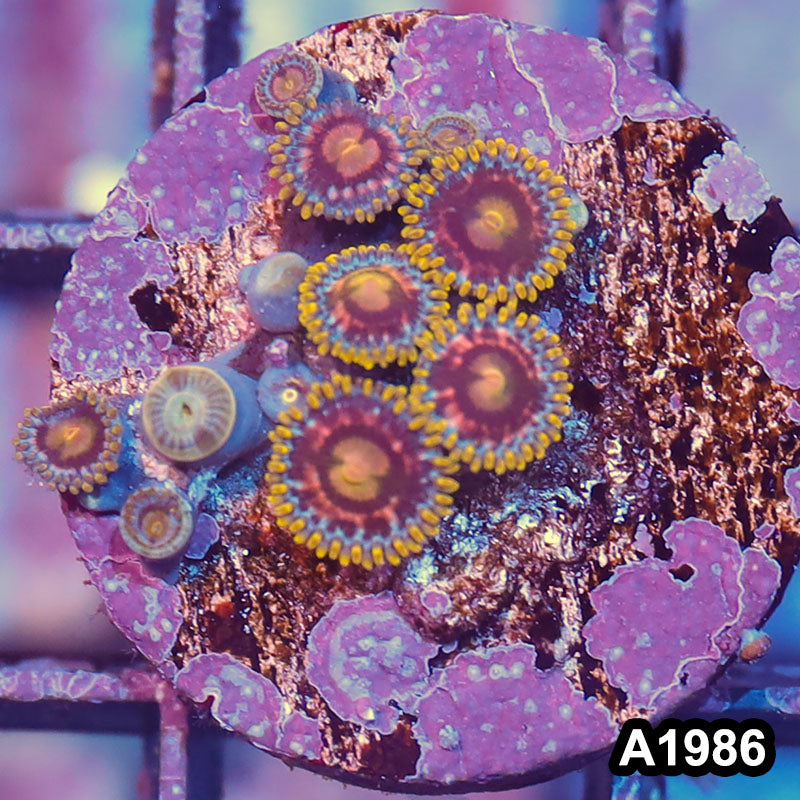 Item#A1986IN1986(S) WYSIWYG Indo Ultra Vietnam Zoanthid Frag