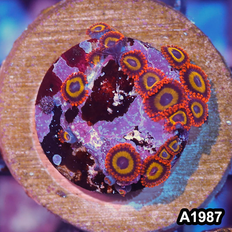 Item#A1987IN1987(S) WYSIWYG Taiwan Fruit Loop Zoanthid Frag