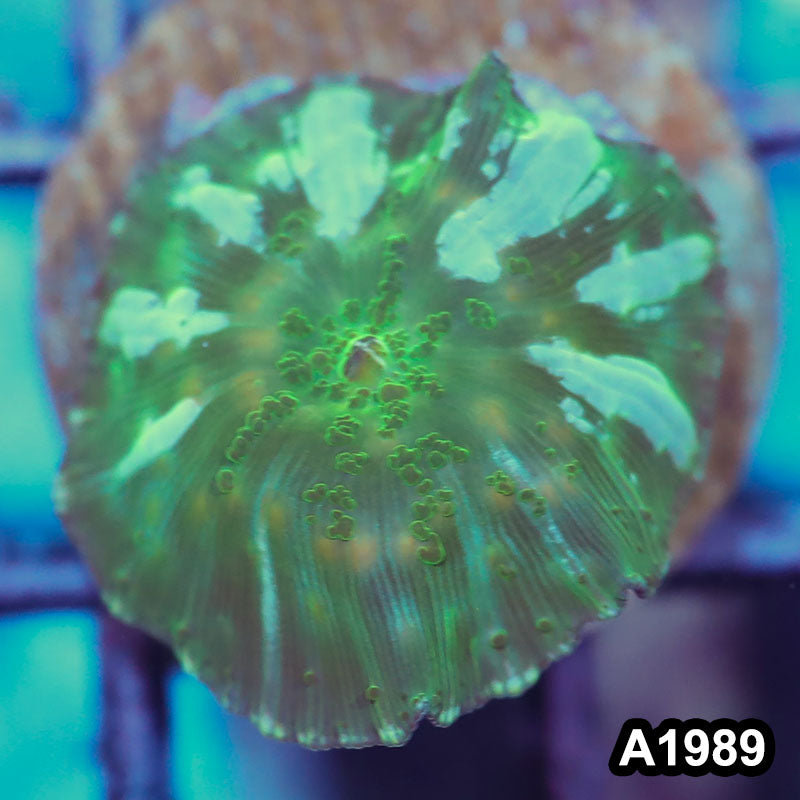Item#A1989IN1989(S) WYSIWYG Indo Ultra Discosoma Mushroom Frag