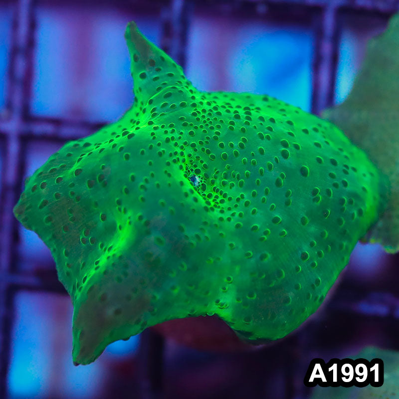 Item#A1991IN1991(S) WYSIWYG Indo Ultra Discosoma Mushroom Frag