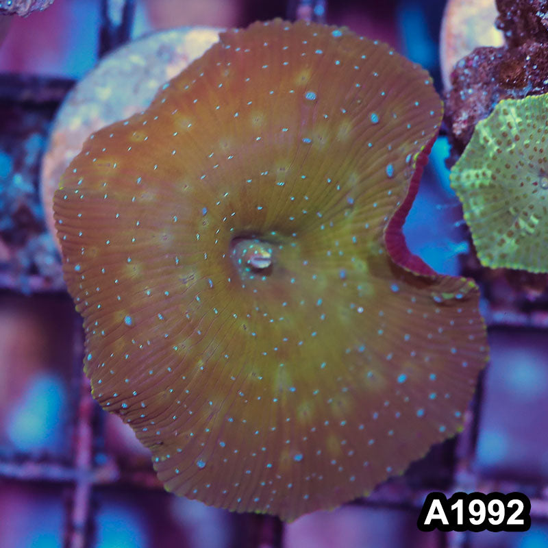 Item#A1992IN1992(S) WYSIWYG Indo Ultra Discosoma Mushroom Frag