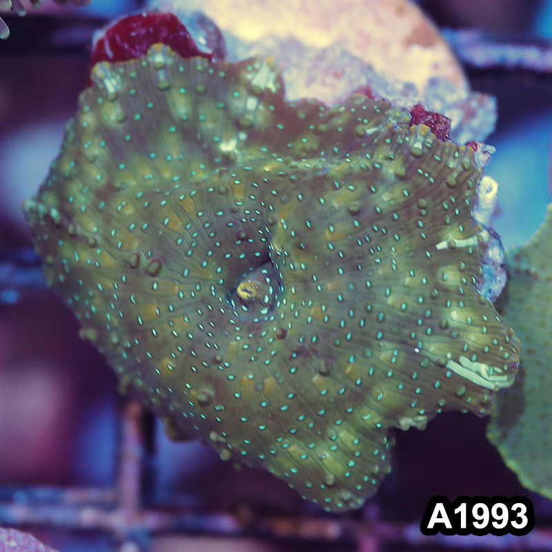 Item#A1993IN1993(S) WYSIWYG Indo Ultra Discosoma Mushroom Frag