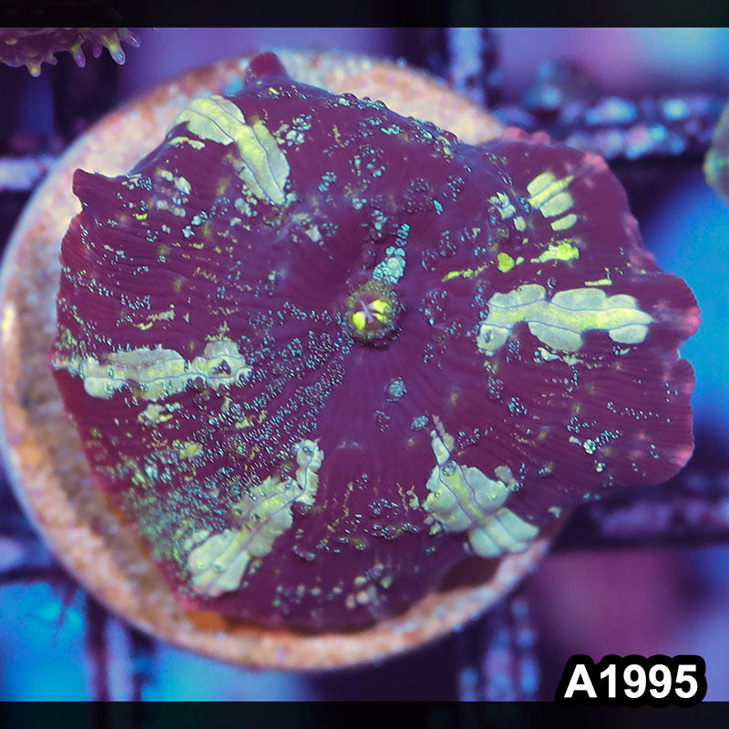 Item#A1995IN1995(S) WYSIWYG Indo Ultra Discosoma Mushroom Frag