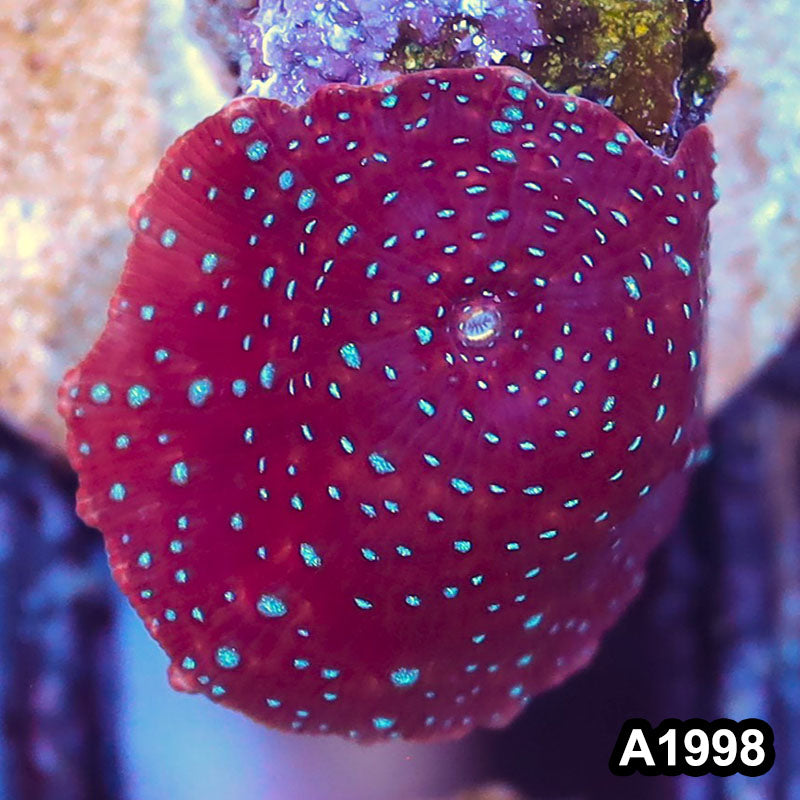 Item#A1998IN1998(S) WYSIWYG Indo Ultra Discosoma Mushroom Frag