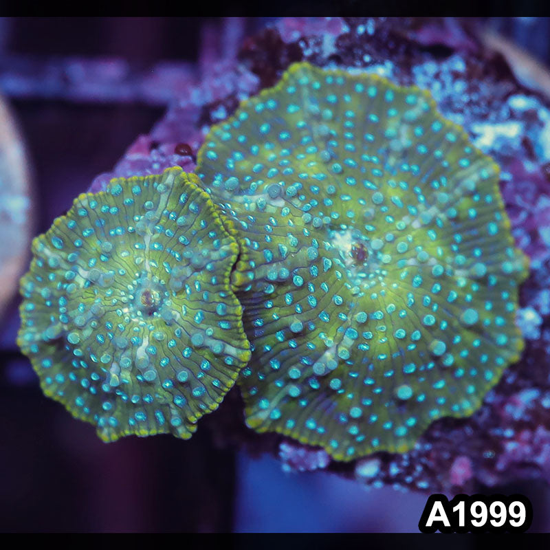 Item#A1999IN1999(S) WYSIWYG Indo Ultra Discosoma Mushroom Frag