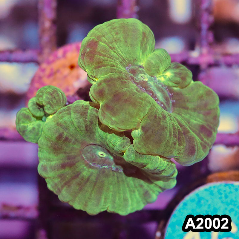 Item#A2002IN2002(S) WYSIWYG Indo Ultra Kryptonite Candy Cane Frag