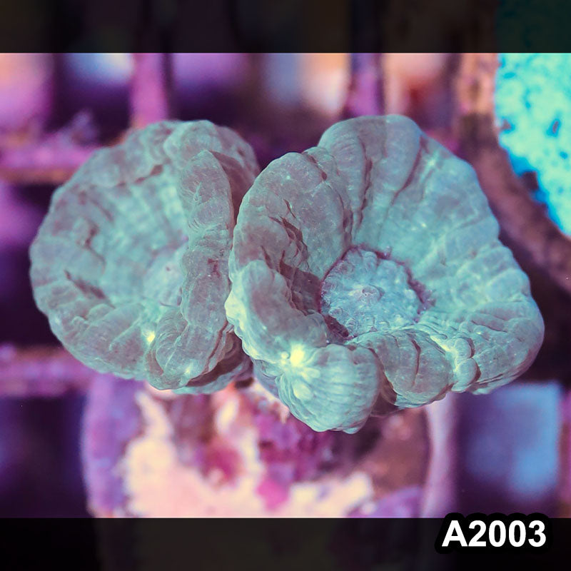 Item#A2003IN2003(S) WYSIWYG Aussie Candy Cane Frag