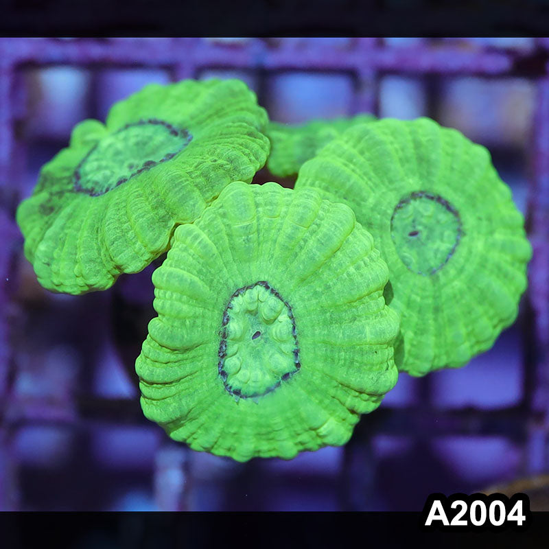 Item#A2004IN2004(S) WYSIWYG Indo Ultra Kryptonite Candy Cane Frag