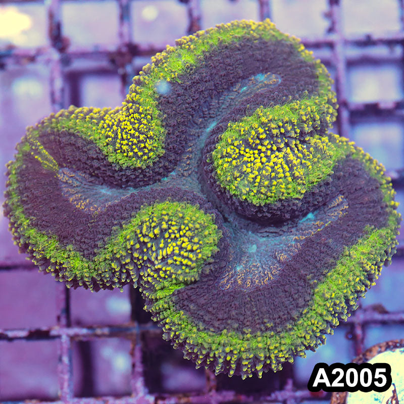 Item#A2005IN2005(M) WYSIWYG Aussie Ultra Unique Lobophyllia
