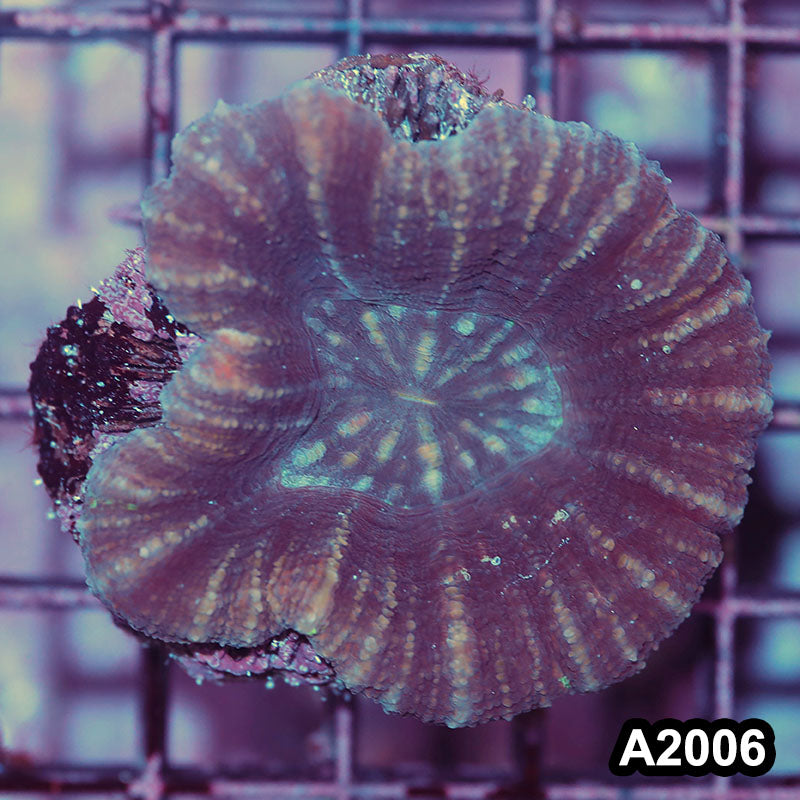 Item#A2006IN2006(M) WYSIWYG Aussie Imperfect B Grade Scolymia