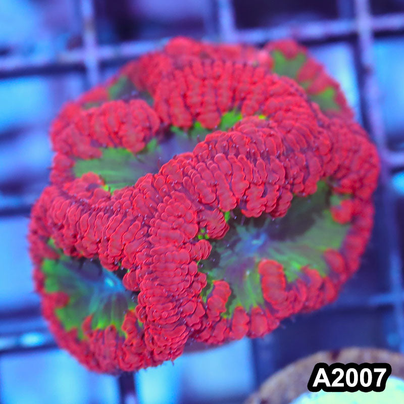 Item#A2007IN2007(S) WYSIWYG Indo Rainbow Blastomussa Frag