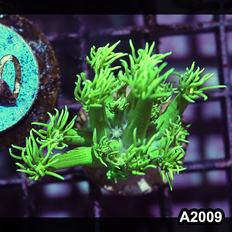 Item#A2009IN2019(S) WYSIWYG Aussie Ultra Goniopora Frag