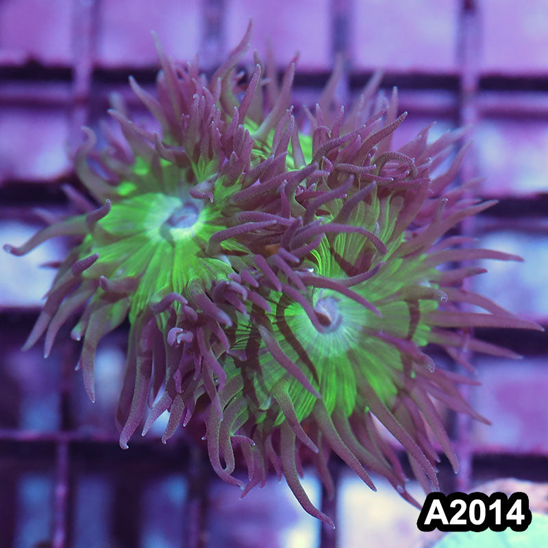 Item#A2014IN2014(S) WYSIWYG Aussie Ultra Duncan Frag