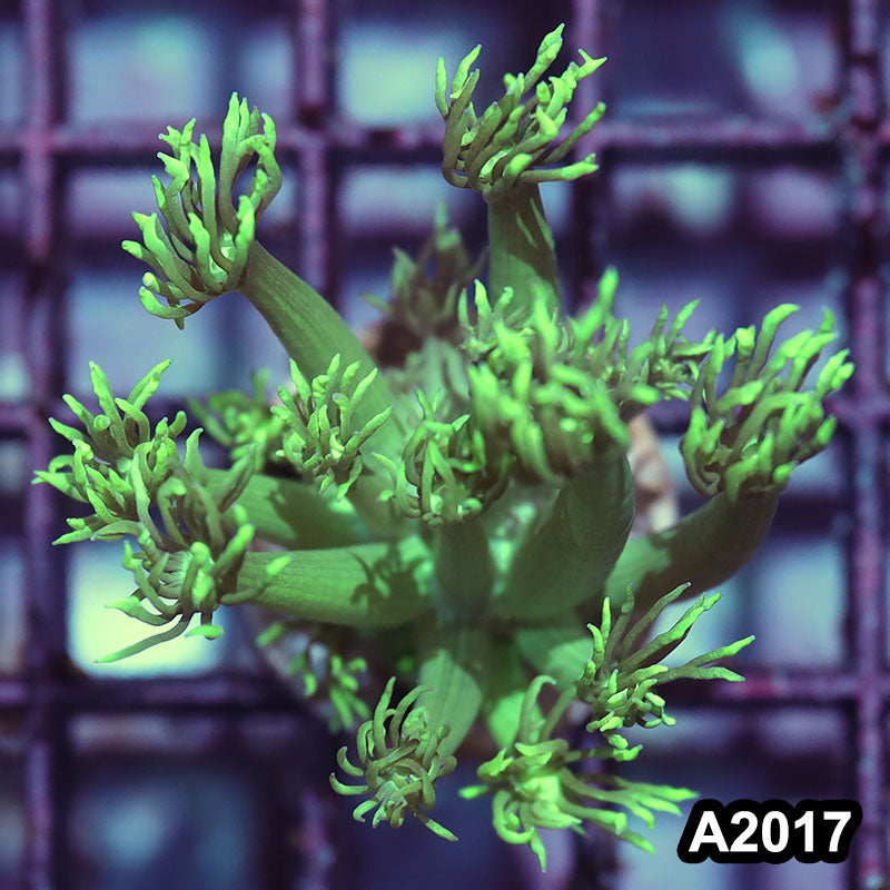 Item#A2017IN2017(S) WYSIWYG Aussie Ultra Goniopora Frag