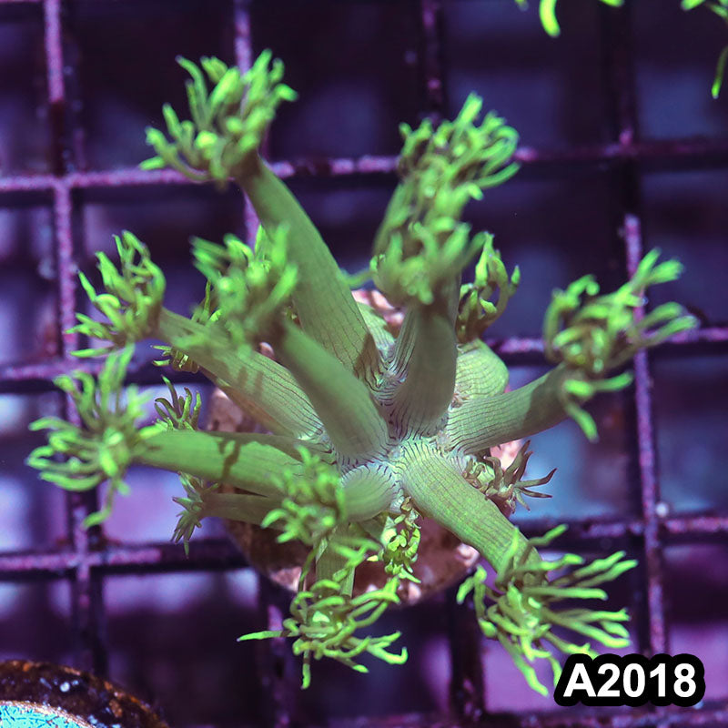 Item#A2018IN2018(S) WYSIWYG Aussie Ultra Goniopora Frag