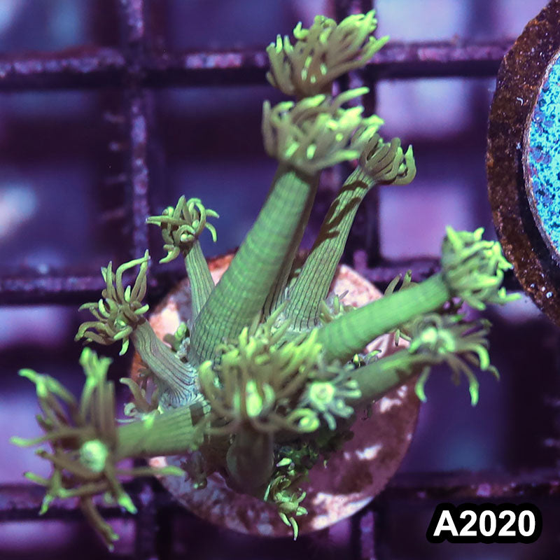 Item#A2020IN2020(S) WYSIWYG Aussie Ultra Goniopora Frag