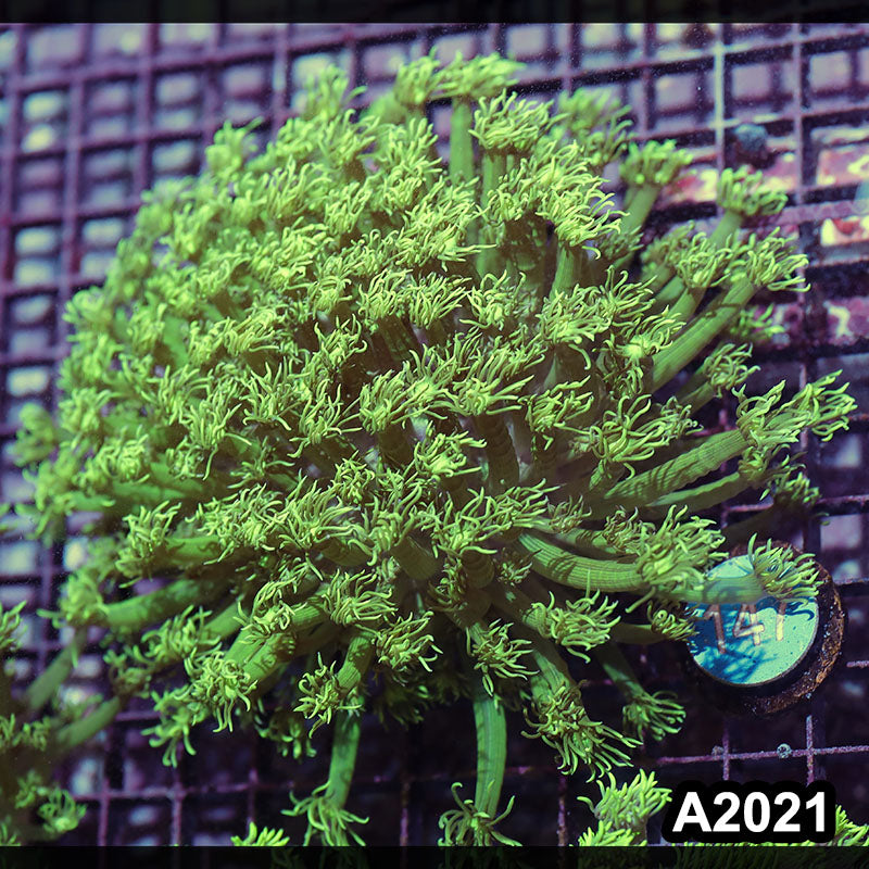 Item#A2021IN2021(L) WYSIWYG Aussie Ultra Goniopora Colony