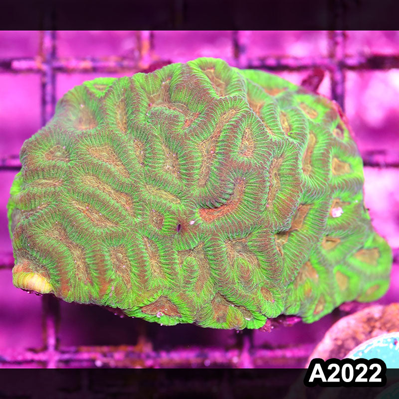 Item#A2022IN2022(S) WYSIWYG Aussie Ultra Maze Brain Mini Colony