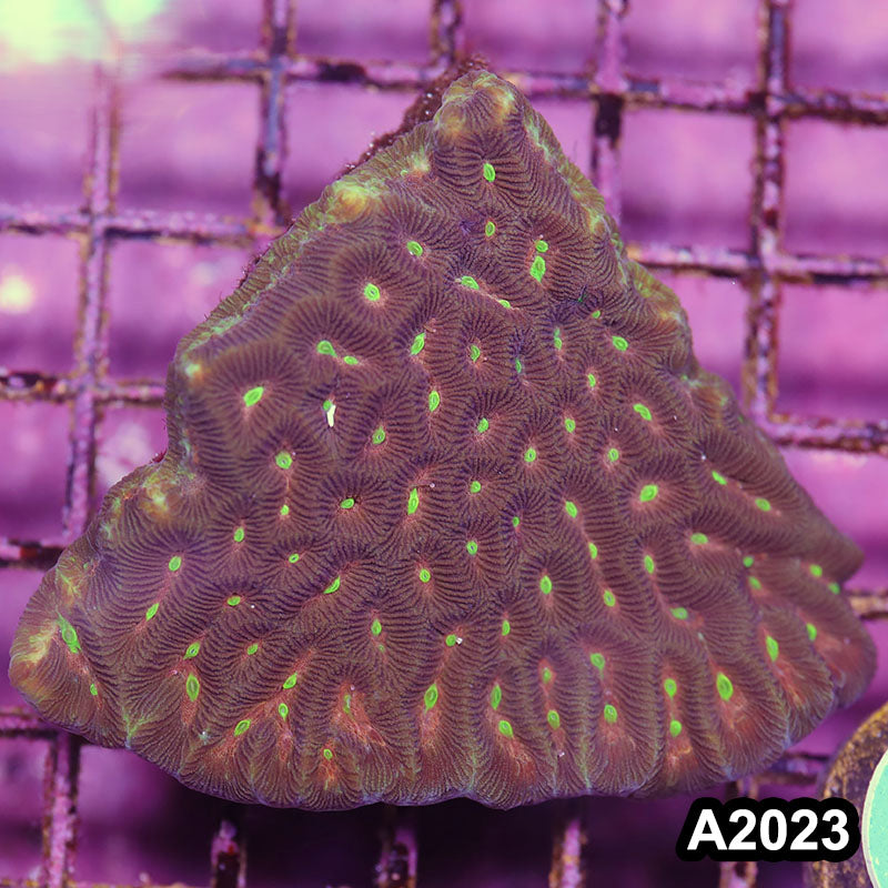 Item#A2023IN2023(M) WYSIWYG Aussie Ultra Maze Brain Colony