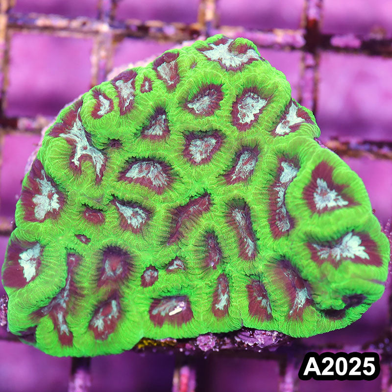 Item#A2025IN2025(M) WYSIWYG Aussie Ultra Maze Brain Mini Colony